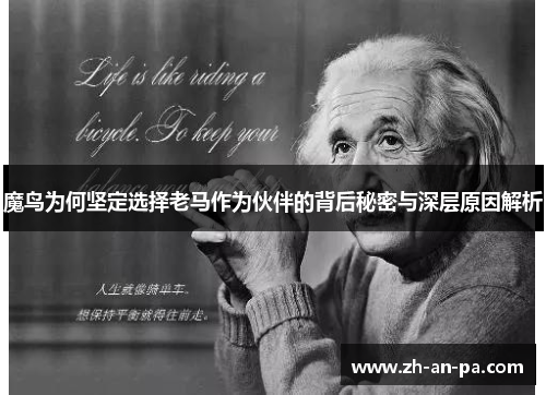 魔鸟为何坚定选择老马作为伙伴的背后秘密与深层原因解析